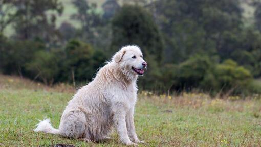 Maremmen-Abruzzen-Schäferhund steht in der Nähe eines Waldes