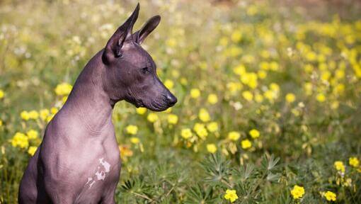 Hund, der in gelbem Blumenfeld sitzt