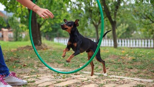 Chien sautant à travers un cerceau d'entraînement