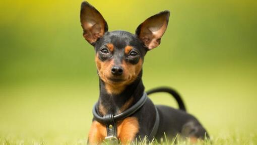 Im Gras sitzender Hund