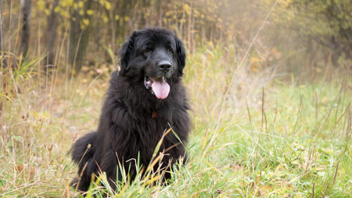 Neufundländer im Wald