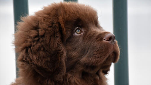 Chiot Terre-Neuve marron regardant devant lui