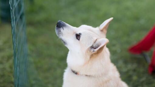 Norwegischer Buhund steht auf dem Hof und schaut nach vorne