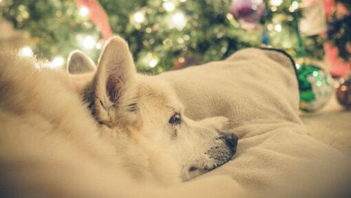 Buhund norvégien faisant une sieste près d’un sapin de Noël