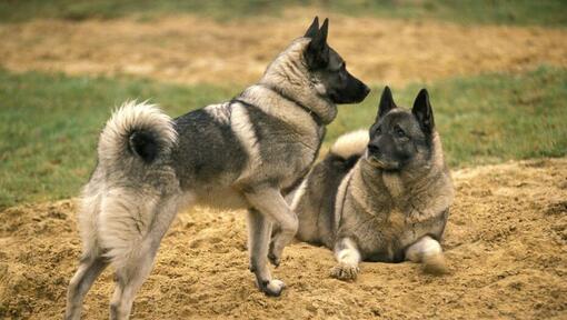 Zwei Norwegische Elchhunde spielen auf dem Rasen miteinander