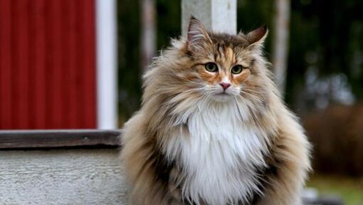 Chat norvégien dans le jardin