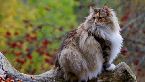 Chat norvégien grimpant dans un arbre