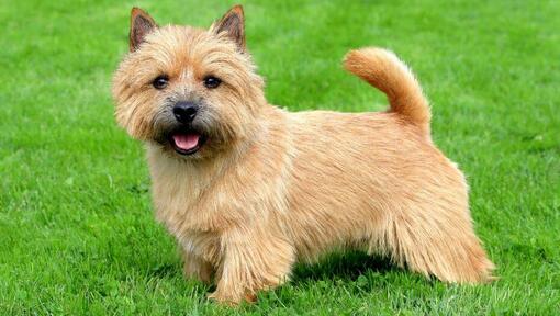 Terrier sur l'herbe