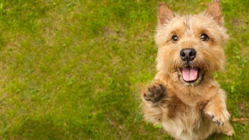 Terrier sautant vers l'objectif