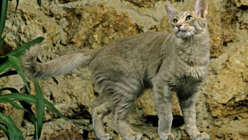 Chat Oriental à poil long jouant dans le jardin