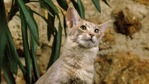 Chat Oriental à poil long près d’un pot de fleurs