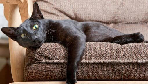 Chat Oriental à poil court allongé sur le canapé