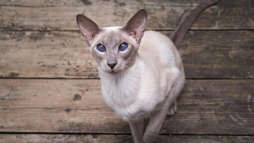 Chat Oriental à poil court regardant quelqu'un