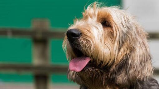 Otterhund schaut in die Ferne