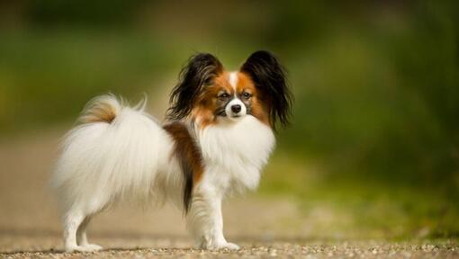 Papillon dans un parc