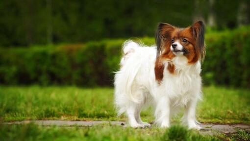 Papillon sur l'herbe lors d’une chaude matinée de printemps