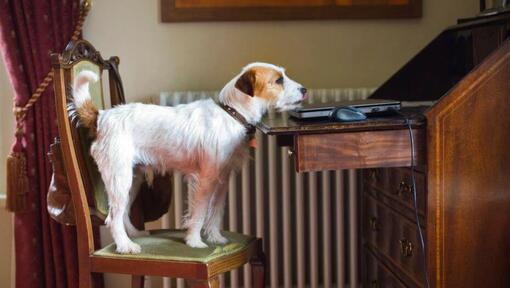 Parson Russell Terrier auf einem Stuhl