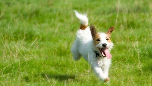 Parson Russell Terrier läuft über ein Feld