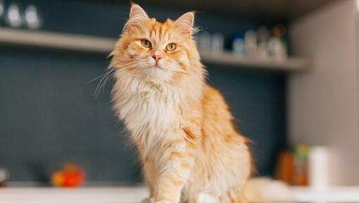 Chat persan poil long est debout dans la cuisine