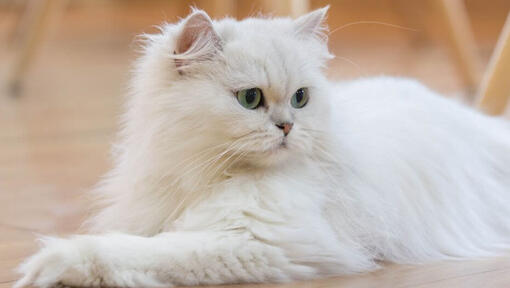 Persian Long Hair cat is lying on the floor