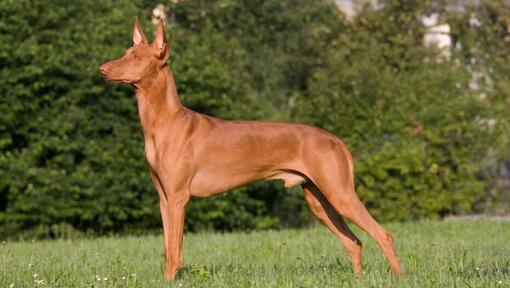 Chien du pharaon devant des buissons