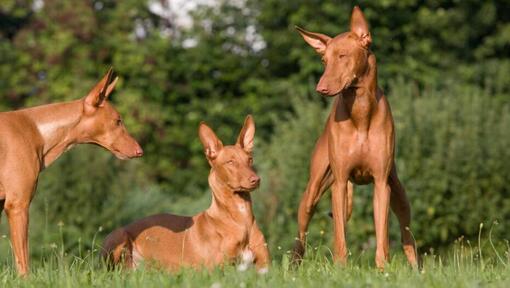 Trois chiens se reposant sur l'herbe