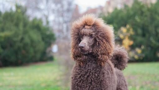 Caniche marron (standard) marchant dans le jardin verdoyant