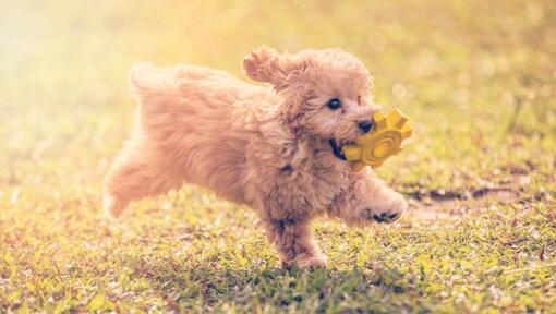 Caniche Toy jouant et sautant dans le jardin lors d’une chaude journée d'été