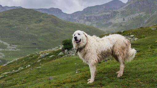 Pyrenäenberghund steht in der Nähe eines Berghanges