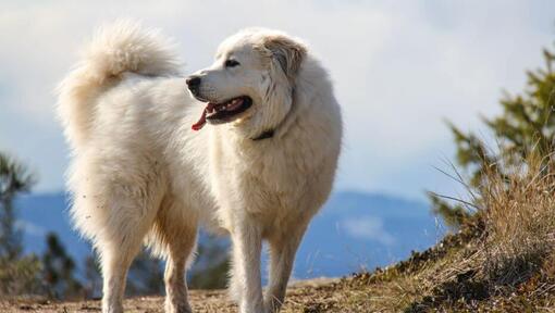 Pyrenäenberghund läuft durchs Gebirge