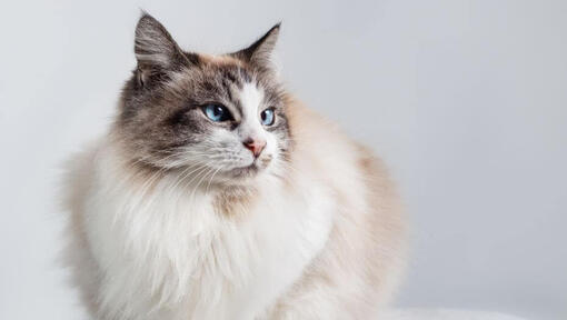 Ragdoll Katze ruht sich aus