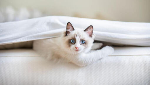 Ragdoll Katze liegt unter einer Decke im Bett