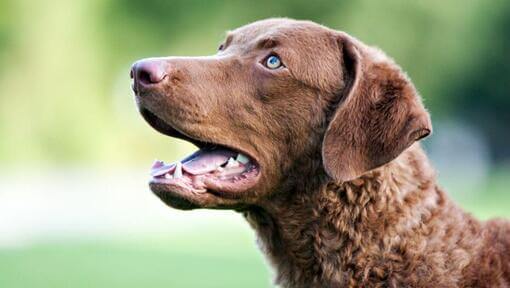 Chesapeake Bay Retriever mit blauen Augen