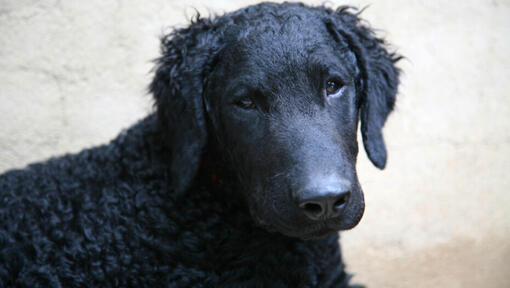 Schwarzer Curly Coated Retriever