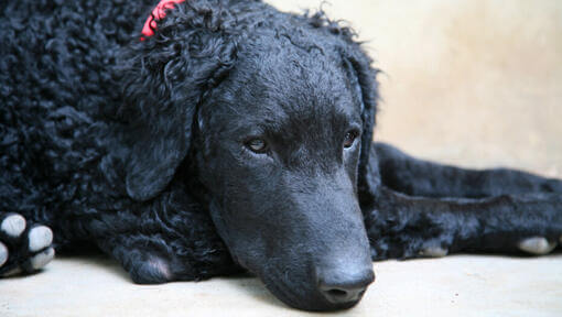 Liegender Curly Coated Retriever mit rotem Halsband