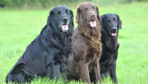 Drei Flat Coated Retriever, die im Gras sitzen