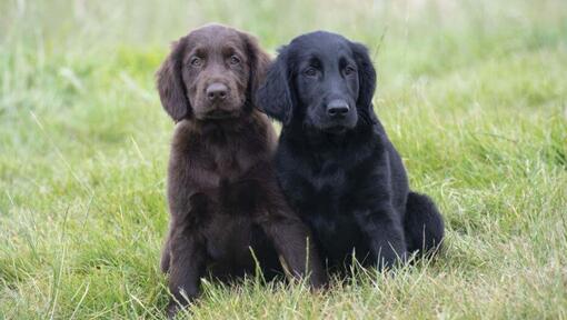 Schwarz-braune Flat Coated Retriever-Welpen