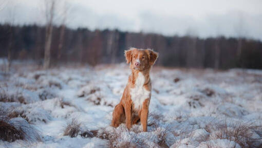 Retriever im Schnee