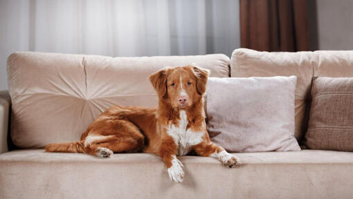 Retriever auf der Couch