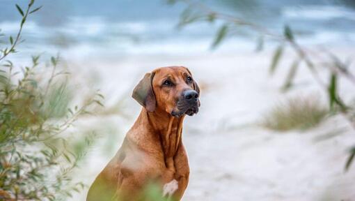 Chien de Rhodésie sur la plage