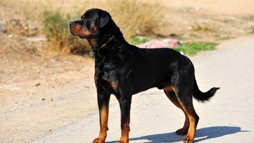 Rottweiler auf der Strasse