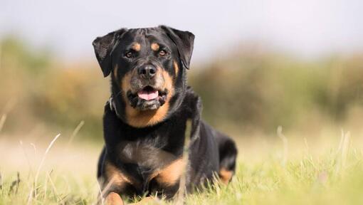 Rottweiler im Gras