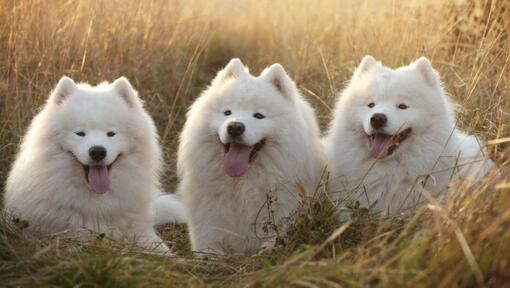 Trois chiens Samoyède couchés dans un pré