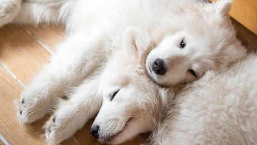 Deux chiens Samoyède endormis