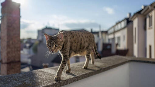 Chat Savannah marche sur le balcon