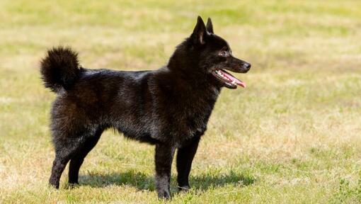 Schipperke im Gras