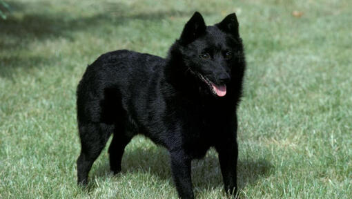 Schipperke sur l'herbe, regardant devant lui