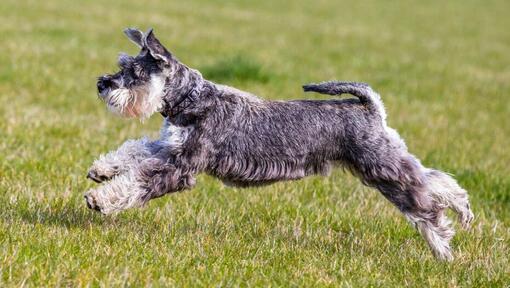 Mittelschnauzer spielt und springt auf dem Rasen herum