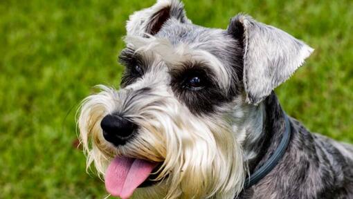 Schnauzer moyen souriant