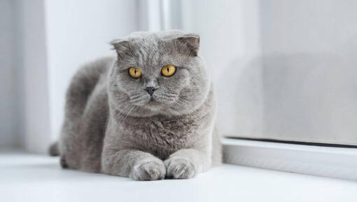 Chat Scottish Fold est allongé sur un rebord de fenêtre